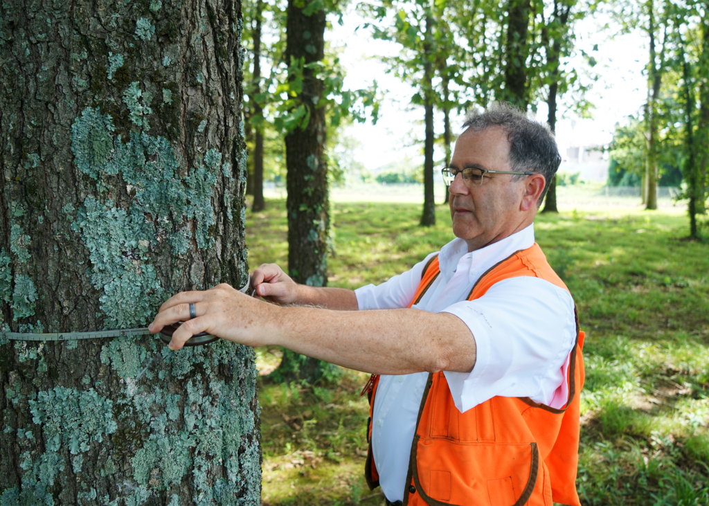 David Mercker measuring a tree