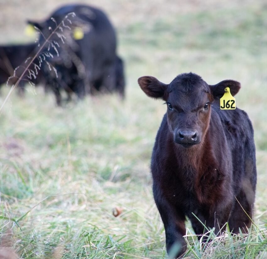 black angus calf with black angus cattle in the background