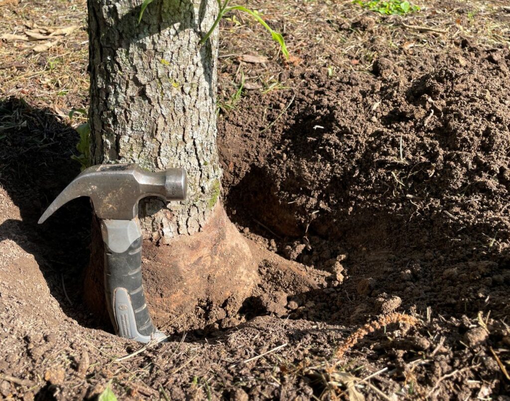 A hammer displaying the depth a tree is planted in the ground