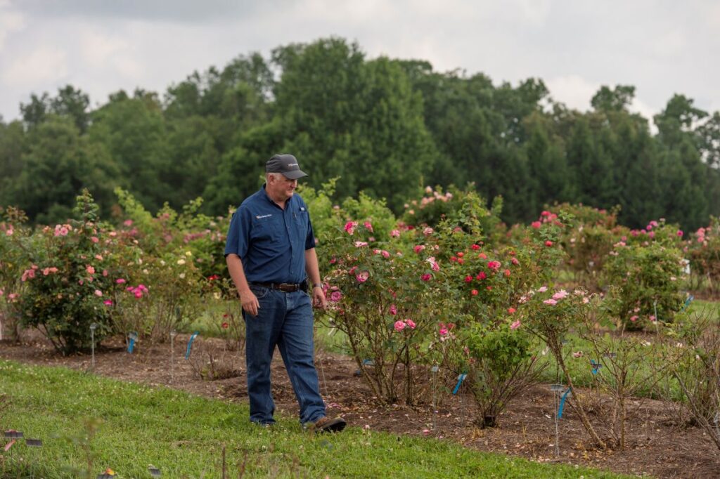 Walt Hitch walking beside a row of rose bushes