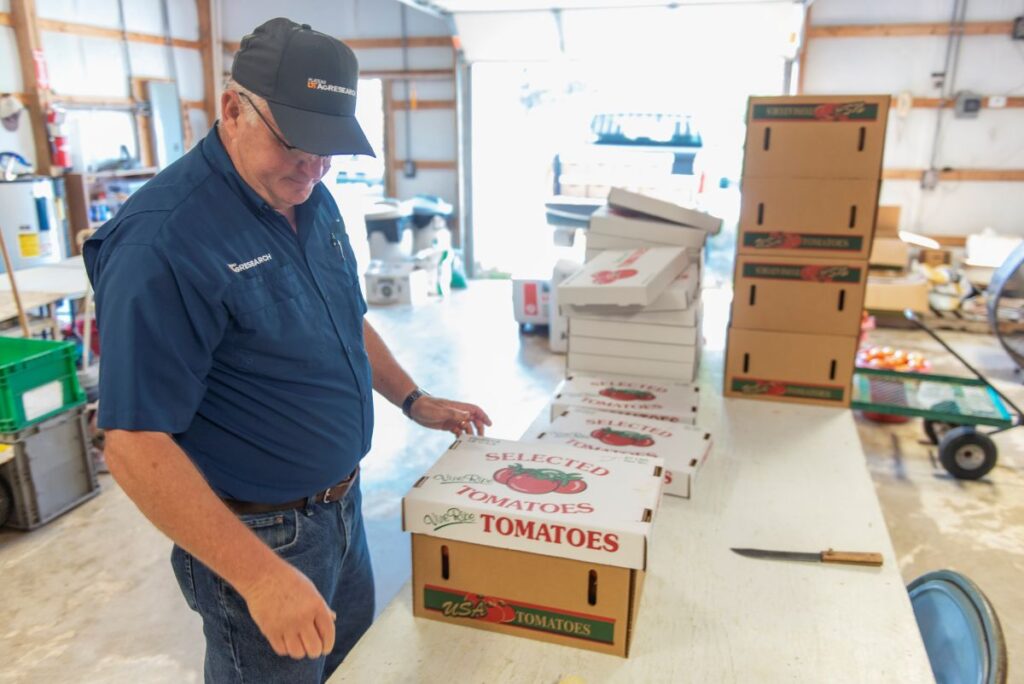 Walt Hitch looking at a box of tomatoes