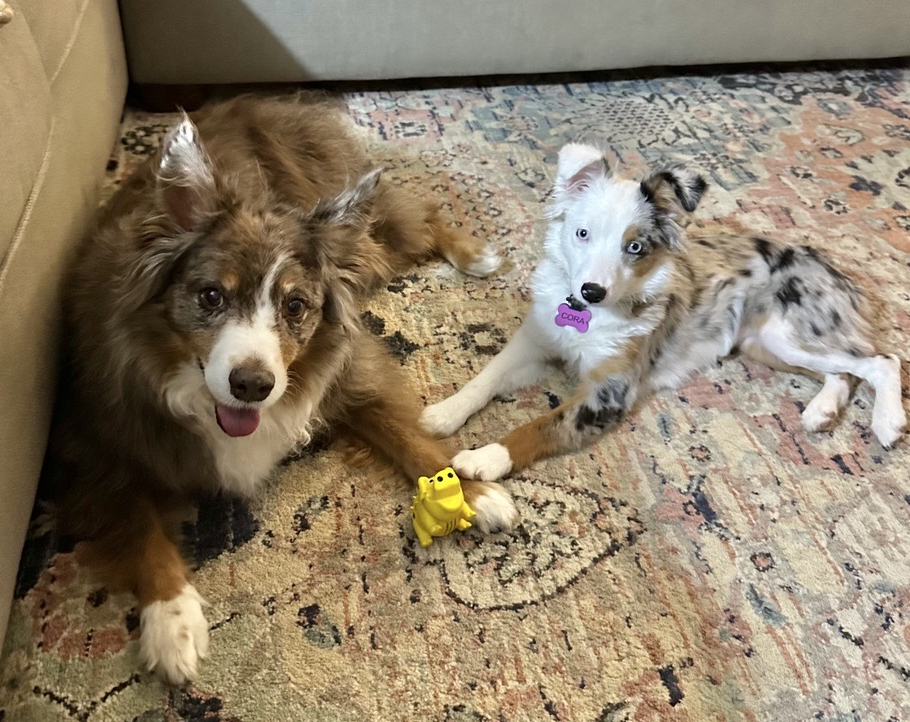 two Australian Shepherd dogs laying on a rug with a dog toy