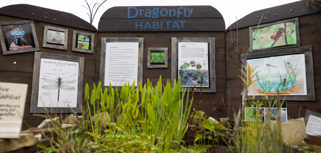 Outdoor exhibit titled "Dragonfly Habitat" at UT Gardens, Crossville, featuring informational panels and images of dragonflies. Lush plants and a small pond are visible at the base.