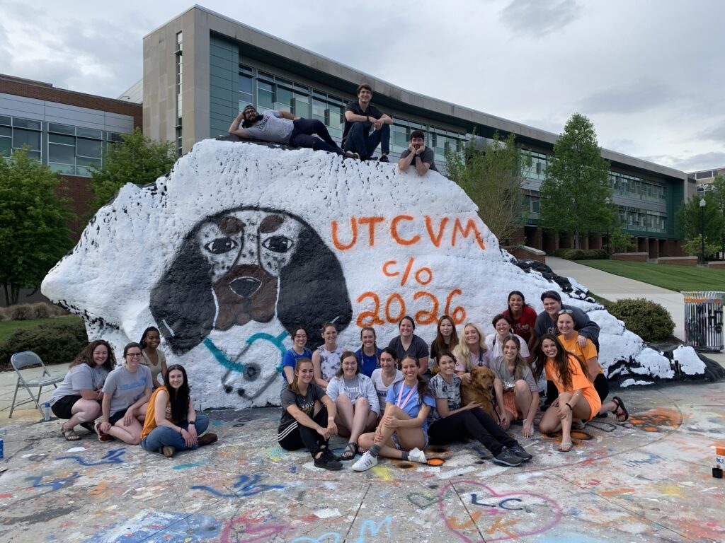 Group of UT Vet Students pose with the famous "Rock" on UT Knoxville's campus. It is painted with a depiction of the mascot Smokey and "UTCVM Class of 2026."