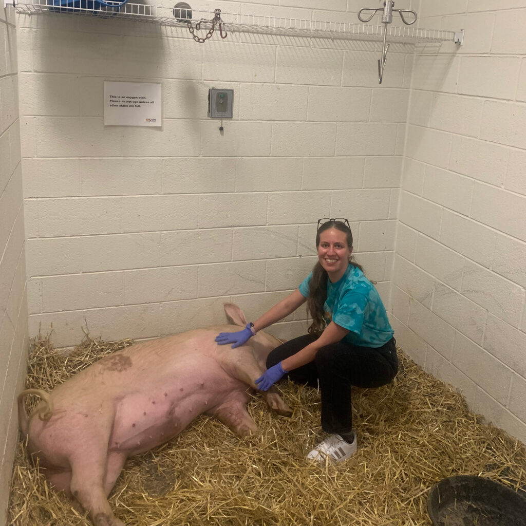 Katherine Lopez treating a pig in a stall.