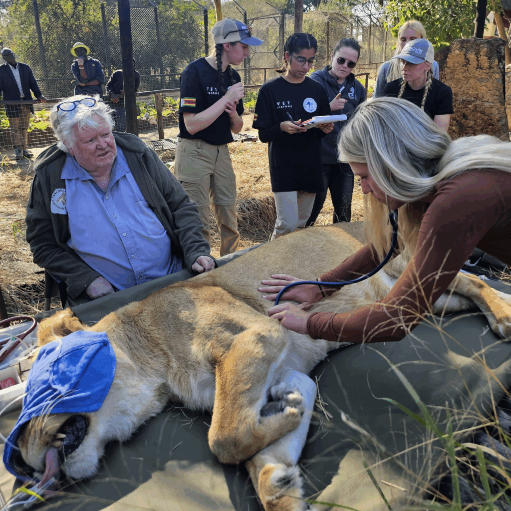 A group of people is tending to a tranquilized lion lying on a table outdoors. Mason Dunlap is examining the lion, while others take notes and observe. The scene is in a fenced area with trees in the background.