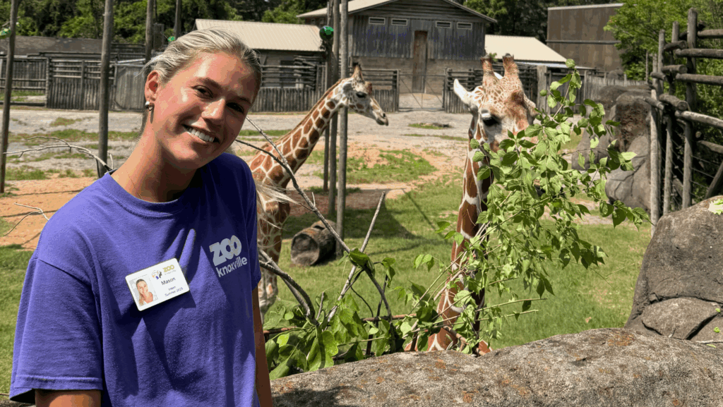 Mason Dunlap wearing a purple Zoo Knoxville shirt smiles next to a giraffe enclosure. Two giraffe are visible and one is eating green leaves.