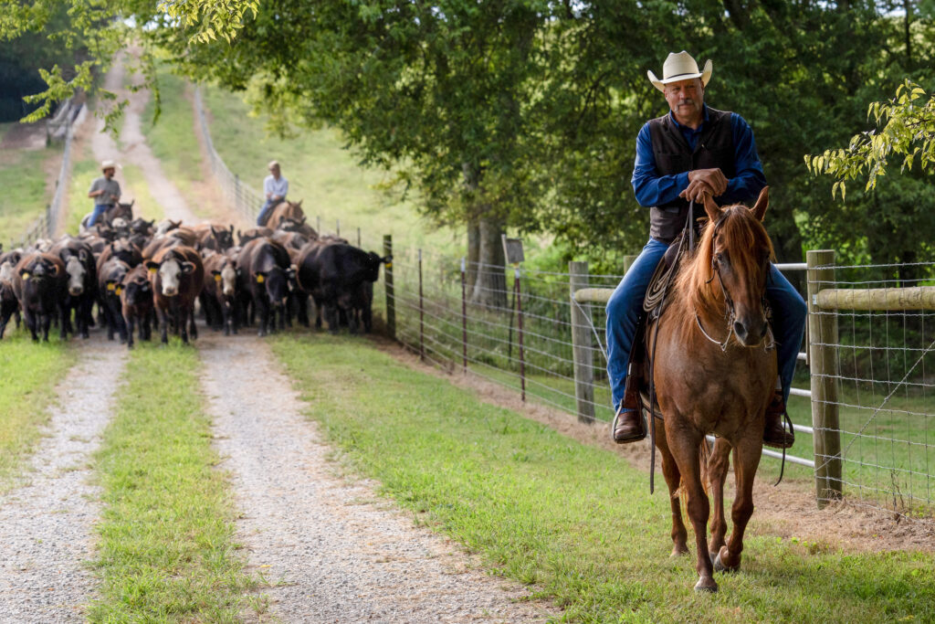 Kevin Thompson riding a horse leads a herd of cattle along a dirt path, with two other people on horseback guiding the herd from behind. Dense trees and a fence line the pathway.