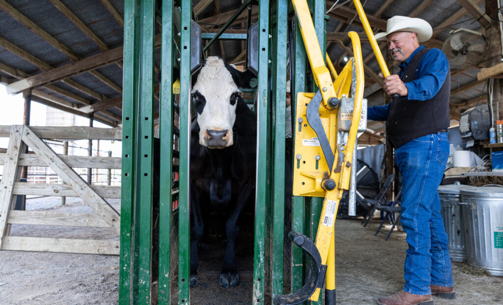 Kevin Thompson in a cowboy hat operates equipment to secure a cow with distinct black and white markings in a barn setting. Various farm tools are visible in the background.