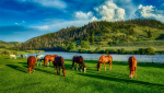 Horses Grazing