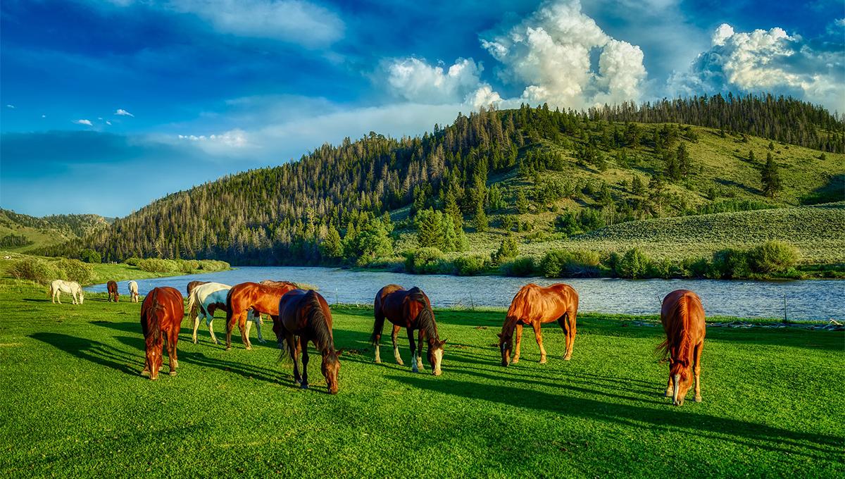 Horses Grazing
