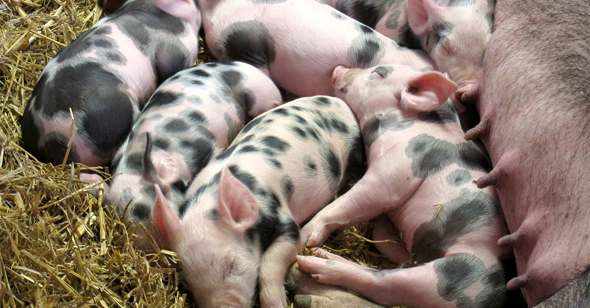 Swine Piglets