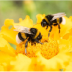 Beekeeping Essay