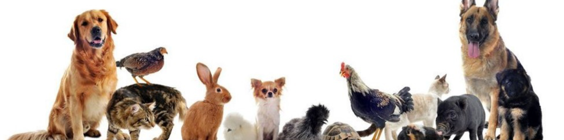 Companion Animal project - Picture of several dogs, chickens, cats, rabbit, turtle, and pigs