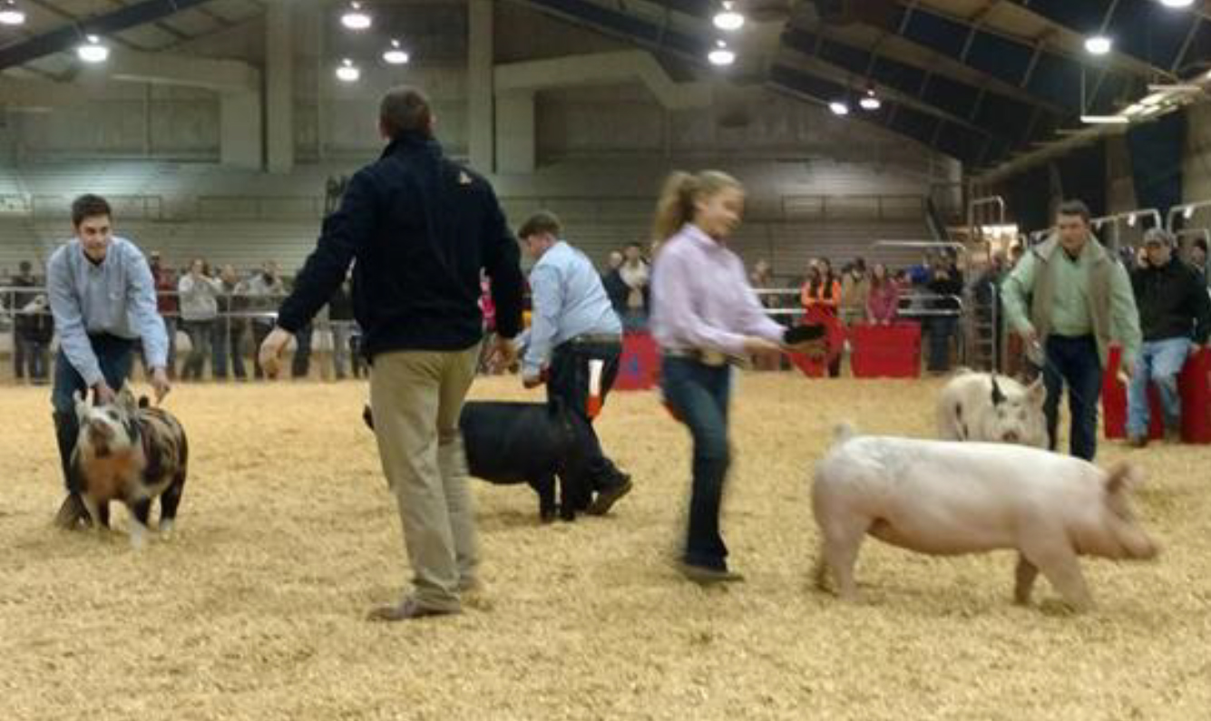 Junior Market Hog Show
