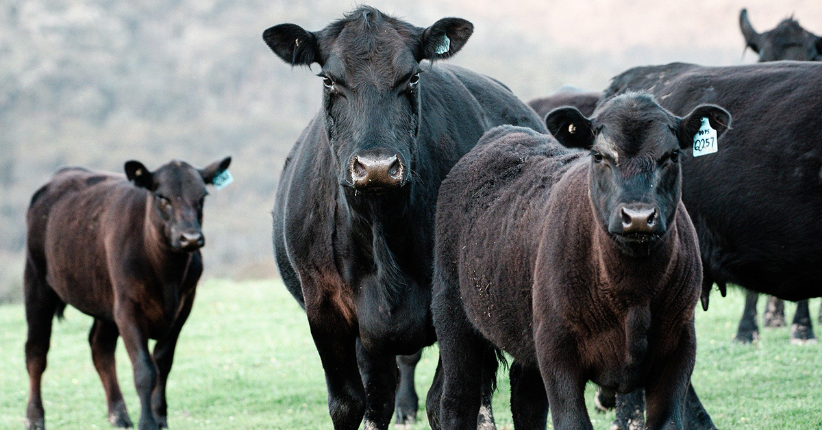 Livestock - Herd of cattle