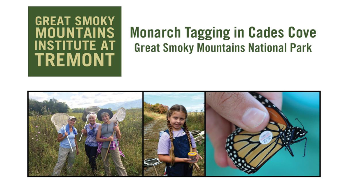 Great Smoky Mountains Institute at Tremont - Monarch Tagging in Cades Cove Great Smoky Mountains National Park