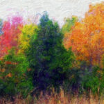 Poster Contest - Colorful trees
