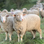 Sheep - herd of sheep