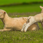 Sheep