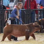 Hog Show Preparation