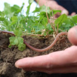 Hand holding soil with plant and worm