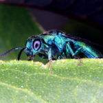 Bug