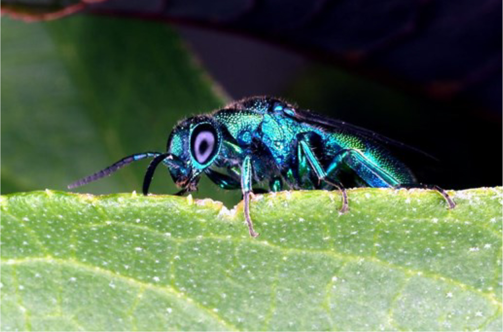 Bug