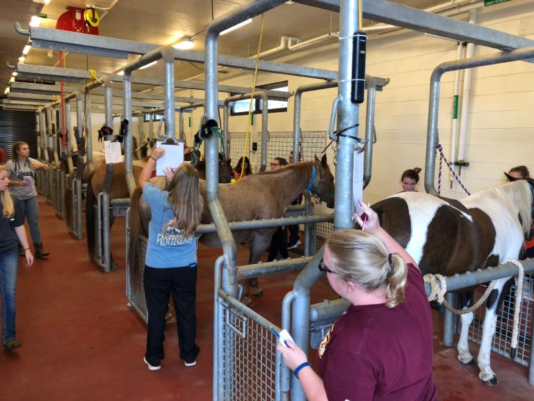 students working in horses in animal health lab