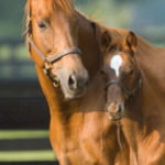 Image of a horse and colt