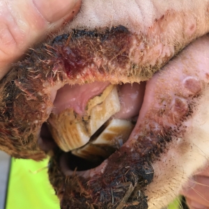 image of an animals mouth and teeth