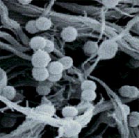 microscopic images