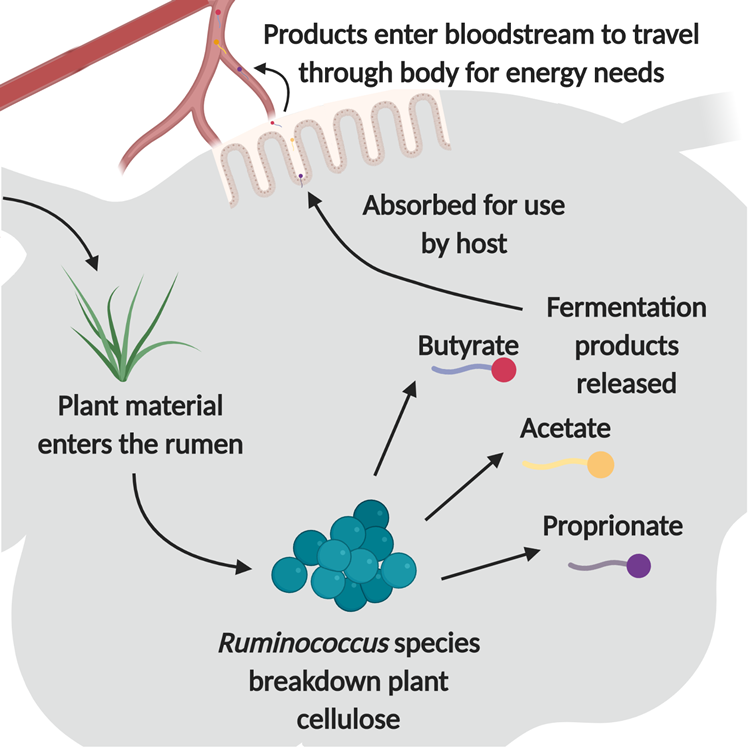 Ruminococcus species breakdown plant cellulose
