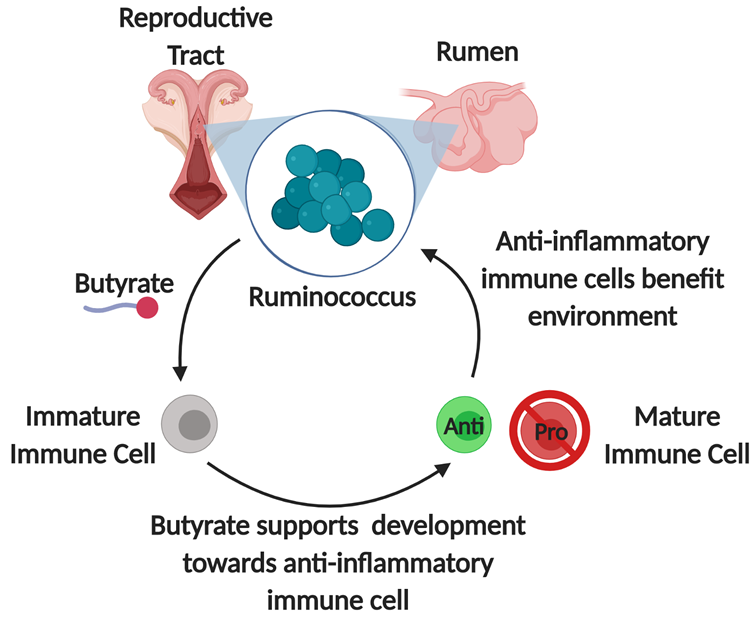 Butyrate supports development fowards anti-inflammatory immune cell
