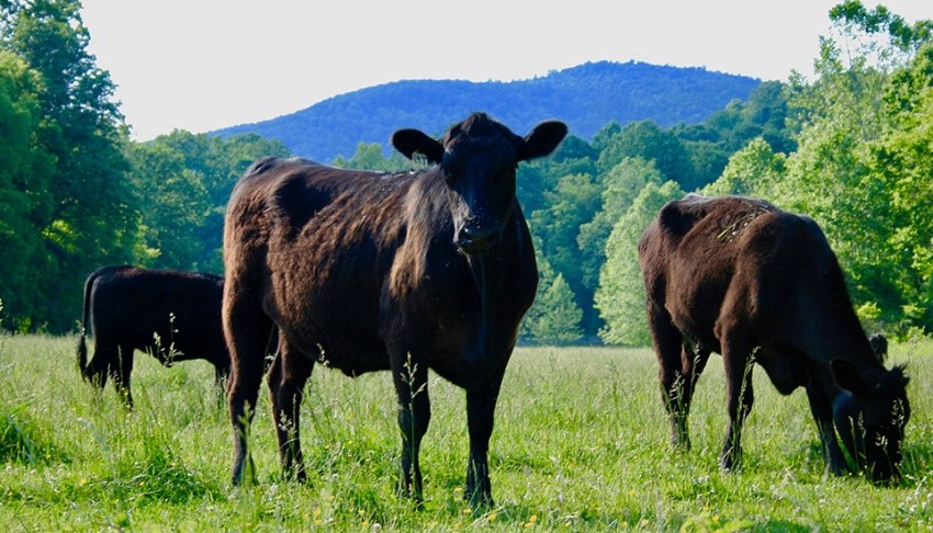 cattle ina field