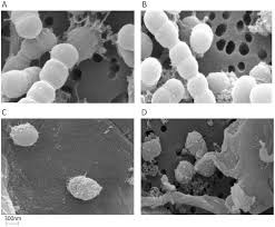 microscopic images