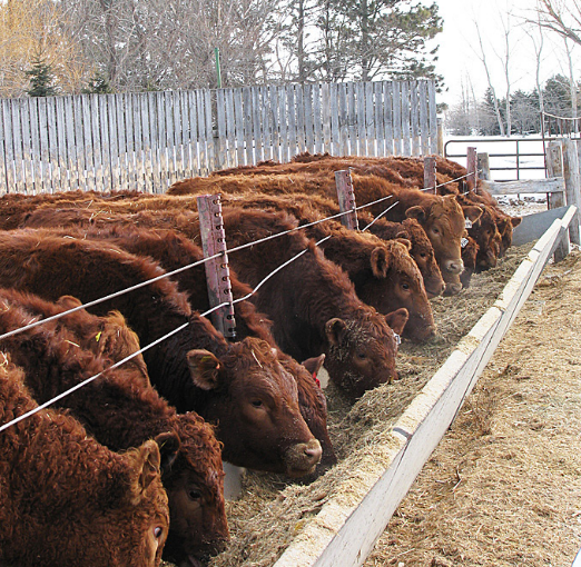 several cattle eating together