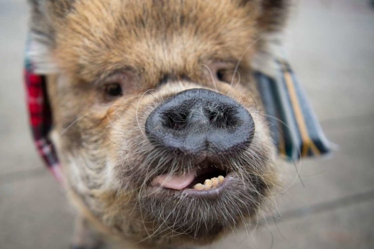 Dissertation extension coronavirus 05 picture