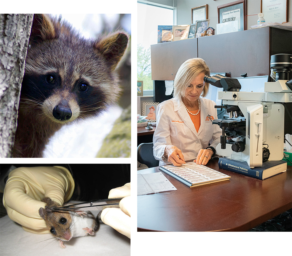 A collage of a raccoon, a mouse being checked for ticks, and Dr. Debra Miller using her microscope.