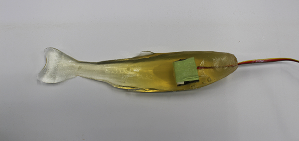 A rainbow trout gelfish used for dam impact research.