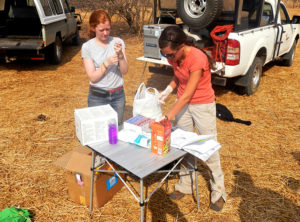 Researchers evaluate blood samples from communal dogs in Zimbabwe.