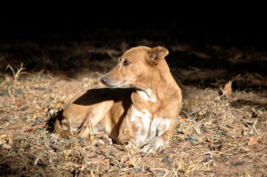 A communal dog in Zimbabwe sits in the dirt.