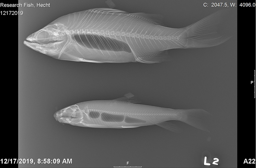 An x-ray shows the skeletal systems of white bass and black redhorse fishes.