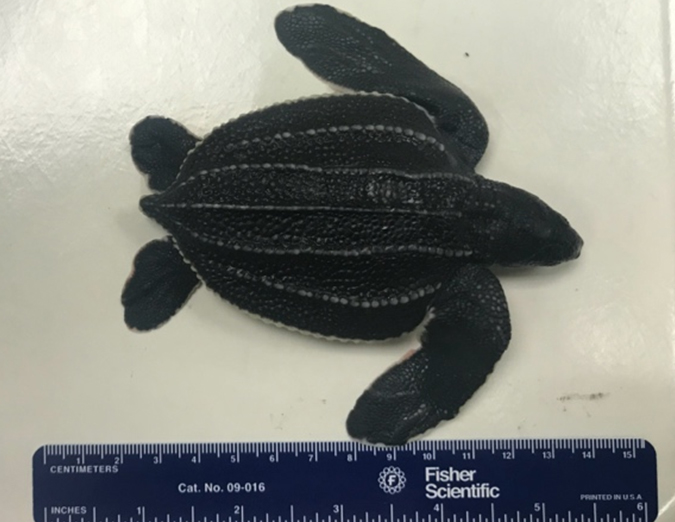 A sea turtle hatchling specimen lies beside a ruler.