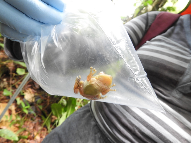 Frog species collected for non-lethal sampling in the Colombian Chocó region.