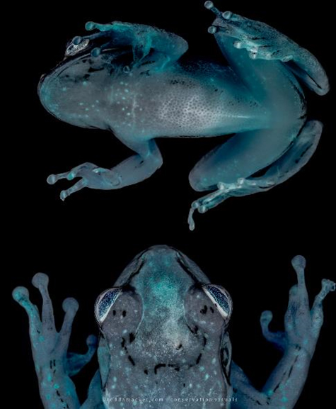 Cuban treefrogs with Bsal lesions (color inversion).