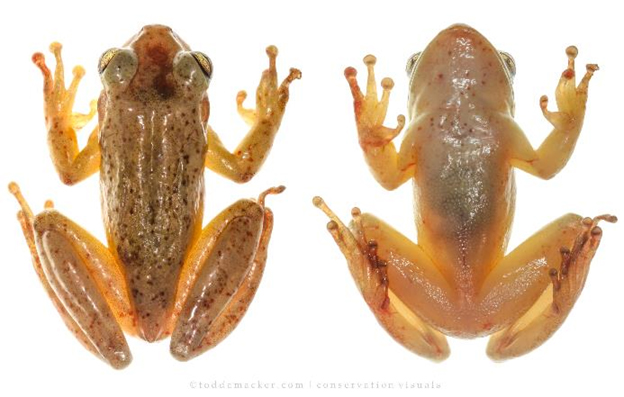 Cuban treefrogs with Bsal lesions.