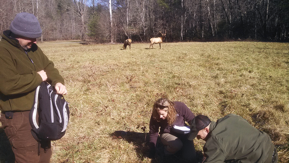 Dr. Richard Gerhold and researchers collect gastropods to test for the presence of Parelaphostrongylus tenuis (ie. brain worm or meningeal worm) that has caused mortality in elk in Great Smoky Mountains National Park.