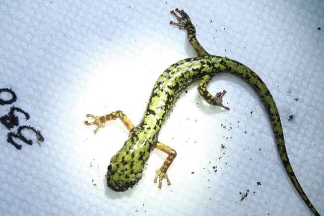 Adult green salamander with a unique pattern ID for recapture analysis.