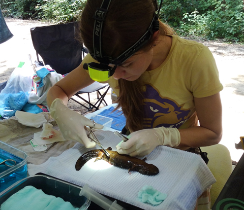 Dr. Rebecca Hardman (UTK) surgically implanting a transmitter in an individual for post-translocation monitoring.